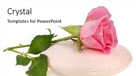  Presentation with rose flower - Audience pleasing presentation theme consisting of flower-rose-soap-on-white backdrop and a white colored foreground