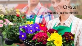  Presentation with greenhouse - PPT layouts featuring flower shop greenhouse or nursery background and a  colored foreground
