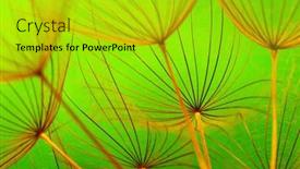  Presentation with seed - Slides featuring flower-spring-background-of-closeup background and a gold colored foreground