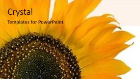  Presentation with seeds - Presentation theme enhanced with fibonacci - flower sunflower seeds background and a gold colored foreground