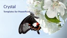  Presentation with apple flower - Audience pleasing theme consisting of charm of russian north peaceful evening at ladoga lake aged photo in retro style beautiful sunset summertime island of valaam republic of karelia russia backdrop and a lemonade colored foreground