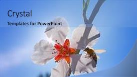  Presentation with spring tree - Slide deck consisting of flower tree with bee pollination background and a light blue colored foreground