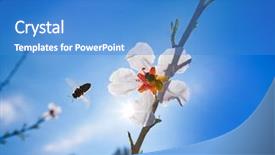  Presentation with spelling bee invitation - Beautiful theme featuring flower tree with bee pollination backdrop and a teal colored foreground