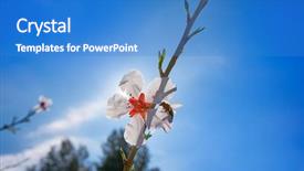  Presentation with filipino quiz bee - Slide deck consisting of flower tree with bee pollination background and a teal colored foreground