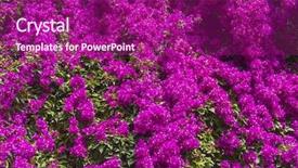  Presentation with bougainvillea - Presentation design featuring flower vines - blooming bougainvillea background and a violet colored foreground