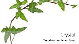  Presentation with hedera helix - Colorful presentation enhanced with flower vines - green ivy border plant hedera backdrop and a white colored foreground