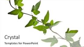  Presentation with ivy - Slides featuring flower vines - green ivy plant close up background and a white colored foreground
