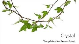  Presentation with ivy - Slides with flower vines - green ivy plant close up background and a white colored foreground