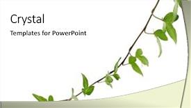  Presentation with ivy - Beautiful slide set featuring flower vines - green ivy plant close up backdrop and a white colored foreground