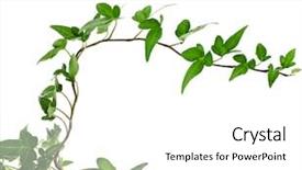  Presentation with hedera helix - Theme having flower vines - green ivy plant hedera helix background and a white colored foreground
