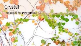  Presentation with fall leaves border white - PPT layouts consisting of flower vines - ivy leaves isolated on white background and a lemonade colored foreground