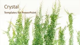  Presentation with ivy - Cool new theme with flower vines - ivy leaves isolated on white backdrop and a cream colored foreground