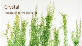  Presentation with ivy - Slide deck with flower vines - ivy leaves isolated on white background and a sky blue colored foreground