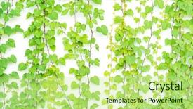  Presentation with ivy - Cool new theme with flower vines - ivy leaves isolated on white backdrop and a mint green colored foreground