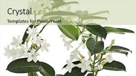  Presentation with jasmine flower - Presentation design featuring flower vines - jasmine stephanotis plant isolated background and a mint green colored foreground