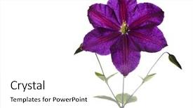 Presentation with clematis - Beautiful presentation featuring flower vines - new bloom clematis on white backdrop and a white colored foreground