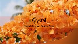  Presentation with bougainvillea - Slides featuring flower vines - orange bougainvillea background and a gold colored foreground