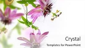  Presentation with flower border - Slide set consisting of flower vines - passiflora border design background and a white colored foreground