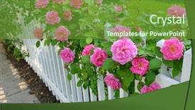  Presentation with pink roses - Theme enhanced with flower vines - pink roses climbing on white background and a tawny brown colored foreground