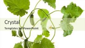 Presentation with plant - Beautiful presentation theme featuring flower vines - plant of cucumber isolated backdrop and a blonde colored foreground