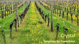  Presentation with vineyard - Presentation theme enhanced with flower vines - rows of dandelions and wine background and a  colored foreground
