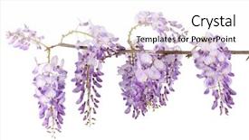  Presentation with branch - Presentation with flower vines - wisteria branch blossom isolated background and a white colored foreground