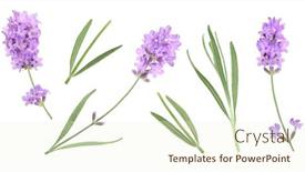  Presentation with lavender - Cool new PPT theme with flower-violet-lavender-herb-isolated backdrop and a cream colored foreground