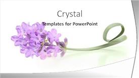  Presentation with lavender - PPT theme enhanced with flower-violet-lavender-herb-isolated background and a white colored foreground