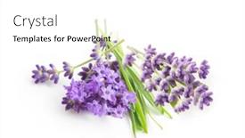  Presentation with herb - Theme having flower-violet-lavender-herb-isolated background and a white colored foreground