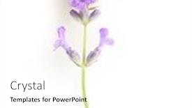  Presentation with herb - Colorful presentation theme enhanced with flower violet lavender herb isolated backdrop and a white colored foreground