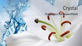  Presentation with water lily - Colorful presentation enhanced with flower white lily backdrop and a light blue colored foreground