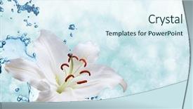  Presentation with water lily - Amazing PPT layouts having flower white lily on a background of water splash backdrop and a sky blue colored foreground