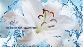  Presentation with water lily - Slide deck having flower white lily on a background of water splash background and a lemonade colored foreground