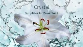  Presentation with water lily - Amazing presentation having flower-white-lily backdrop and a sky blue colored foreground