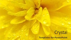  Presentation with bright yellow - Cool new PPT theme with flower with drops backdrop and a gold colored foreground