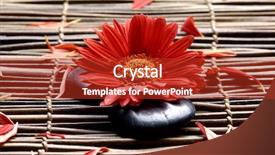  Presentation with sunflower - Beautiful slides featuring flower with sunflower petals in the spa backdrop and a crimson colored foreground