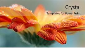  Presentation with gerbera daisy - Slides having flower with waterdrops over green background and a  colored foreground