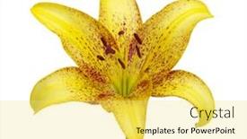  Presentation with lily flower - Cool new slides with flower yellow lily on white backdrop and a yellow colored foreground