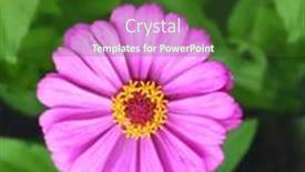  Presentation with lilac flower - Presentation having flower-zinnia-of-lilac-color background and a forest green colored foreground