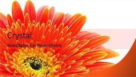  Presentation with pollen - Colorful PPT layouts enhanced with flower backdrop and a red colored foreground