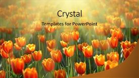  Presentation with sunshine - PPT layouts featuring flowerbed with colorful tulips under bright sunshine background and a yellow colored foreground