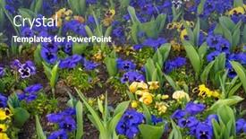  Presentation with purple - Presentation theme with flowerbed-with-violets-yellow background and a ocean colored foreground