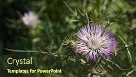  Presentation with thistle - Cool new presentation theme with flowered-thistle-in-a-field backdrop and a tawny brown colored foreground