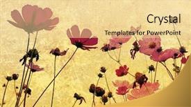  Presentation with old fashioned - Presentation theme with flowergraphics - old-fashioned flower background and a blonde colored foreground