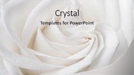  Presentation with white rose - Slide deck featuring flowergraphics - white rose macro texture background and a light gray colored foreground