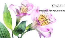  Presentation with white - Theme consisting of flowering-alstromeria-isolated-on-white background and a white colored foreground