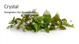  Presentation with aztec - Slides with flowering aztec sweet herb lippia background and a white colored foreground