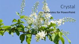  Presentation with sky blue - Slide deck having flowering-bird-cherry-tree background and a light blue colored foreground