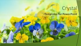  Presentation with blue yellow - Theme consisting of flowering-blue-and-yellow-pansies background and a yellow colored foreground
