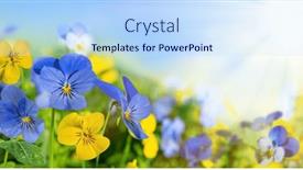  Presentation with pansy - Presentation having flowering-blue-and-yellow-pansies background and a sky blue colored foreground